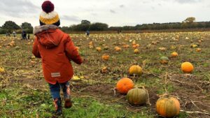 Piglets Farm York Review