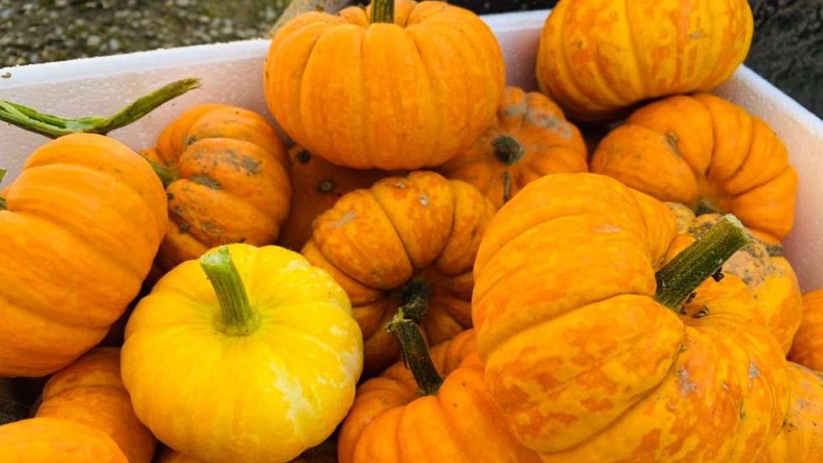 Visit the Whole Hog Farm Shop and Tea Room in Malton