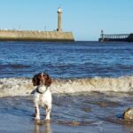 Things To Do in Whitby With A Dog