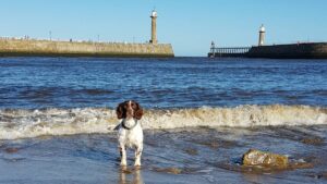 Things To Do in Whitby With A Dog