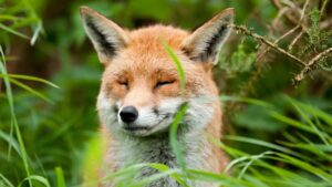 Whitby Wildlife Sanctuary