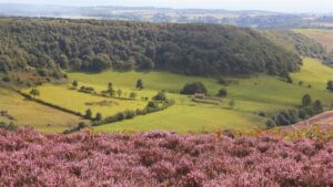 Heather Bloom in North York Moors