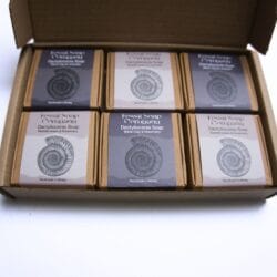 Twelve Dactylioceras Boxes