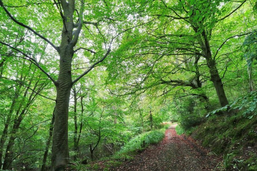 Mulgrave-Woods Mulgrave Woods.