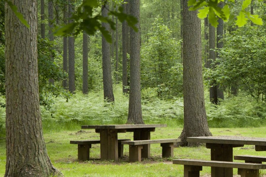 Sneaton Forest Sneaton Forest benches.
