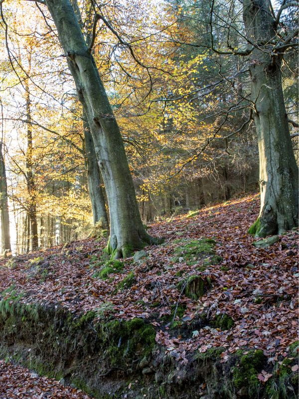 Mulgrave-Woods-in-Yorkshire Mulgrave Woods.