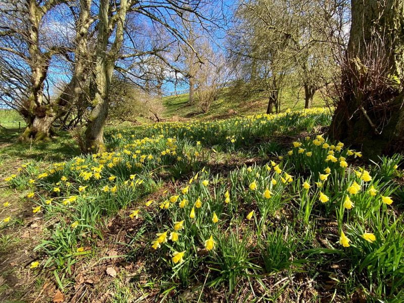 Daffodil walk Daffodil walk.