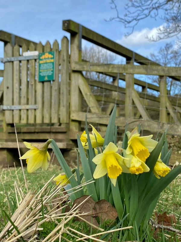 Farndale Daffodil Walk Farndale Daffodil Walk.