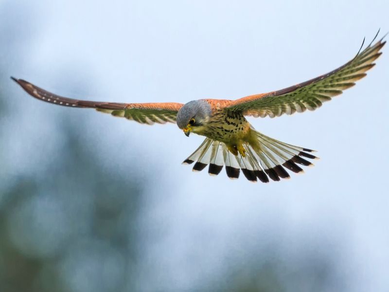 Kestrel Kestrel.