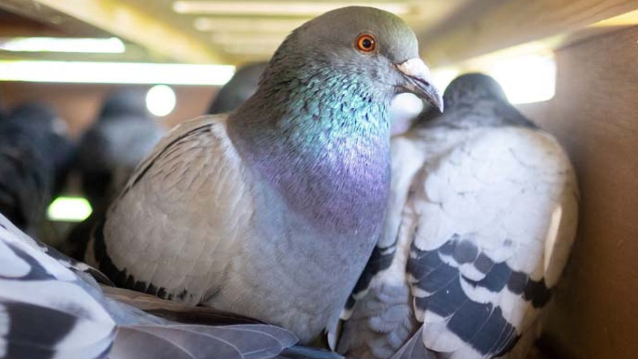 Pigeon Racing.