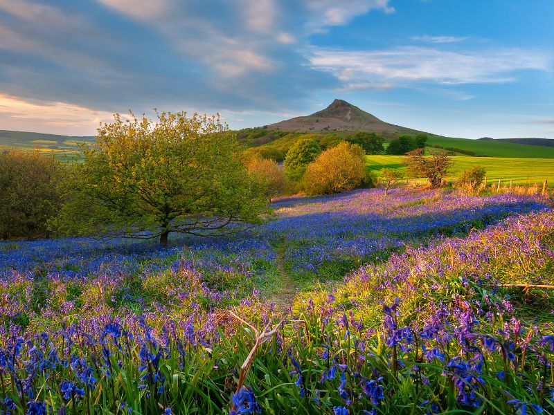 Roseberry Topping Roseberry Topping.