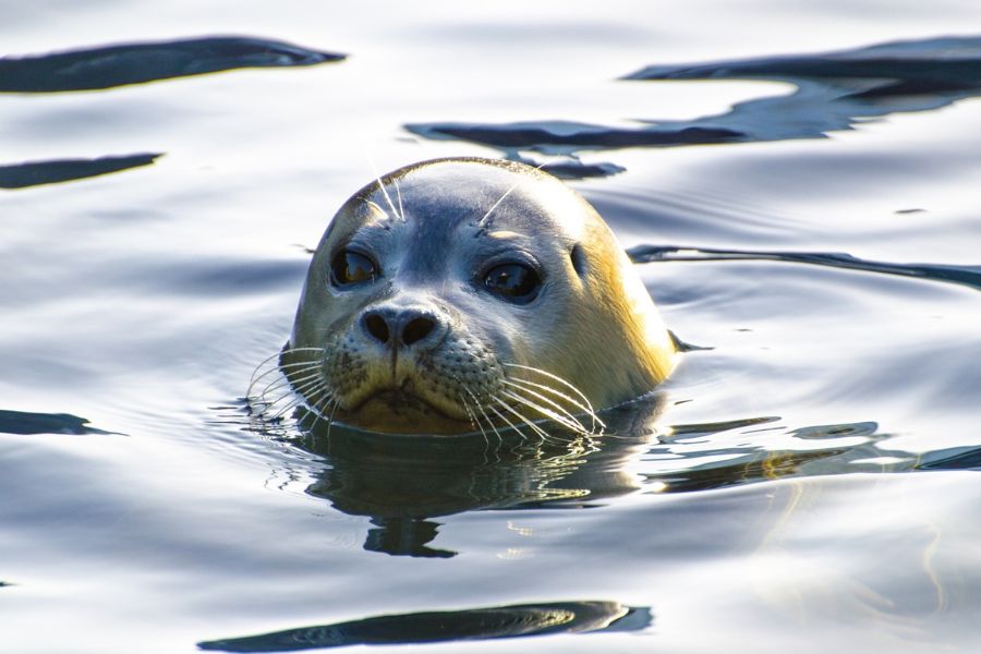 Grey Seal. Grey Seal.