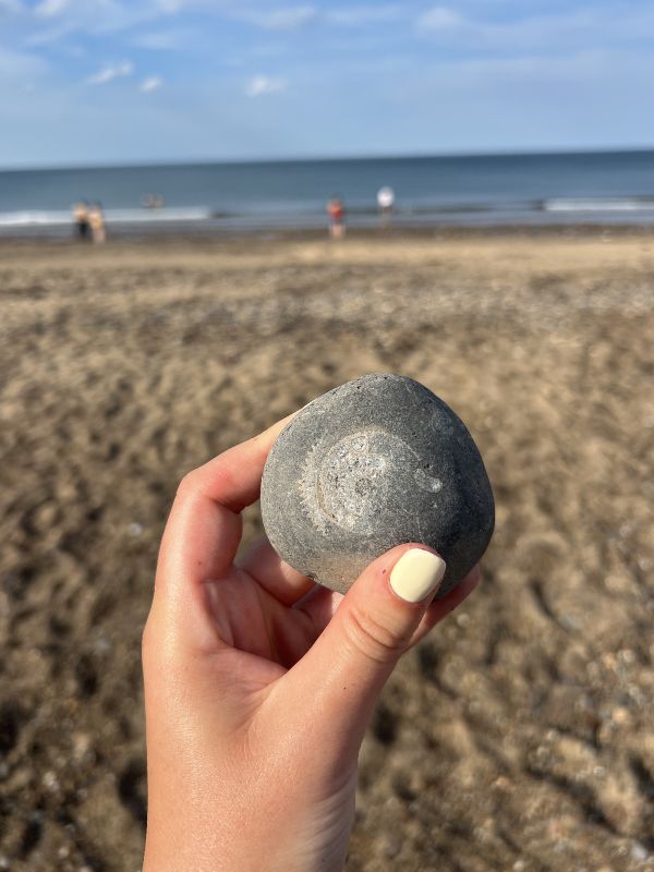 Fossil on Sandsend Beach. Fossil on Sandsend Beach.