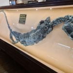 Teleosaurus Chapmani Dinosaur at Whitby Museum