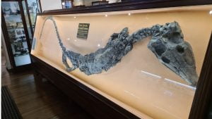 Teleosaurus Chapmani Dinosaur at Whitby Museum