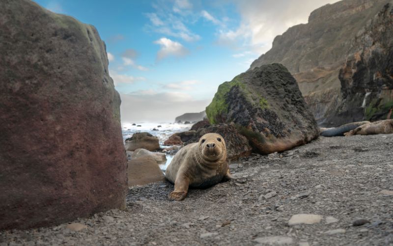 Ravenscar-Seal Ravenscar Seal.