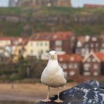 Whitby Seagull