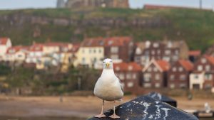 Whitby Seagull