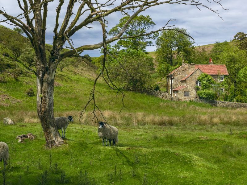 Goathland Village Sheep