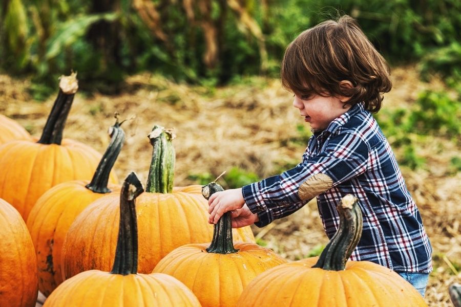 Pumpkin picking.