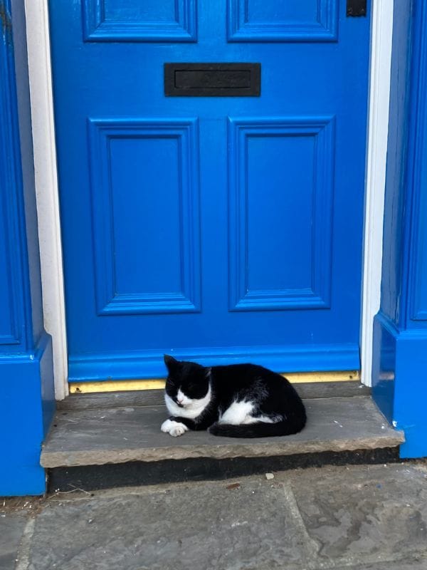 Blue door in Staithes. Cat sleeping under a blue door in Staithes.