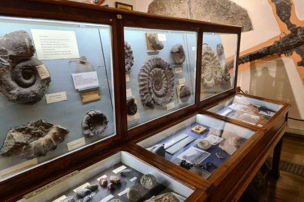 Fossils on display at Whitby Museum.
