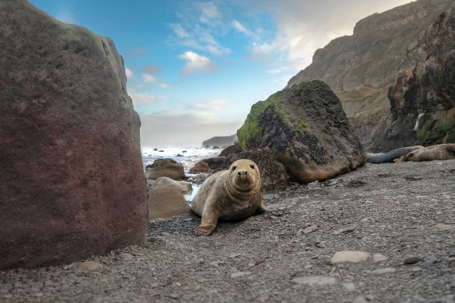 Ravenscar seal. Ravenscar seal.