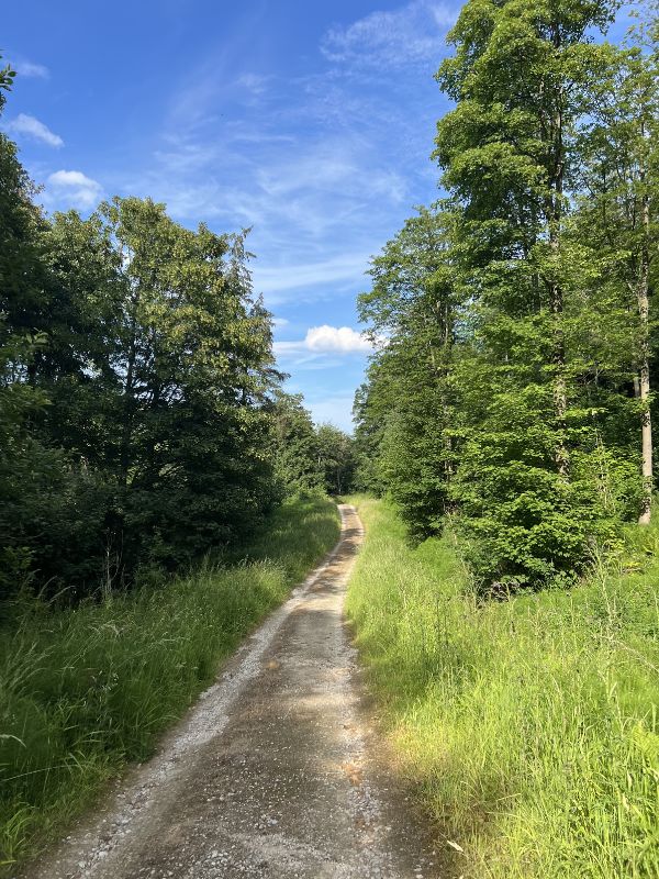 Mulgrave Woods Path. Mulgrave Woods Path.